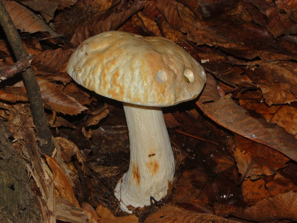 Un porcino pallido pallido ...